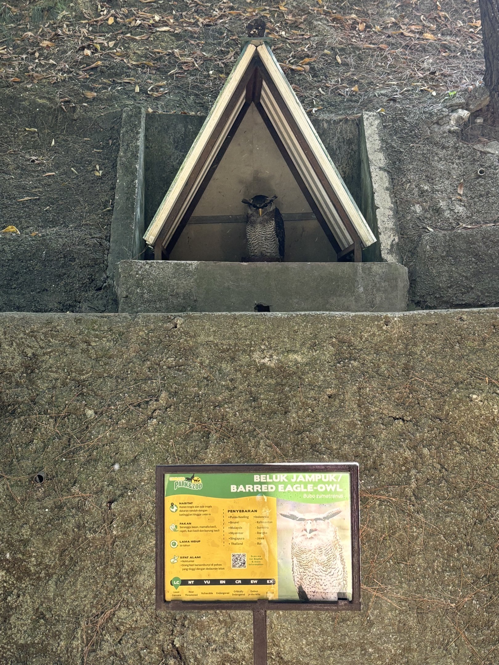 Barred Eagle Owl - tethered
