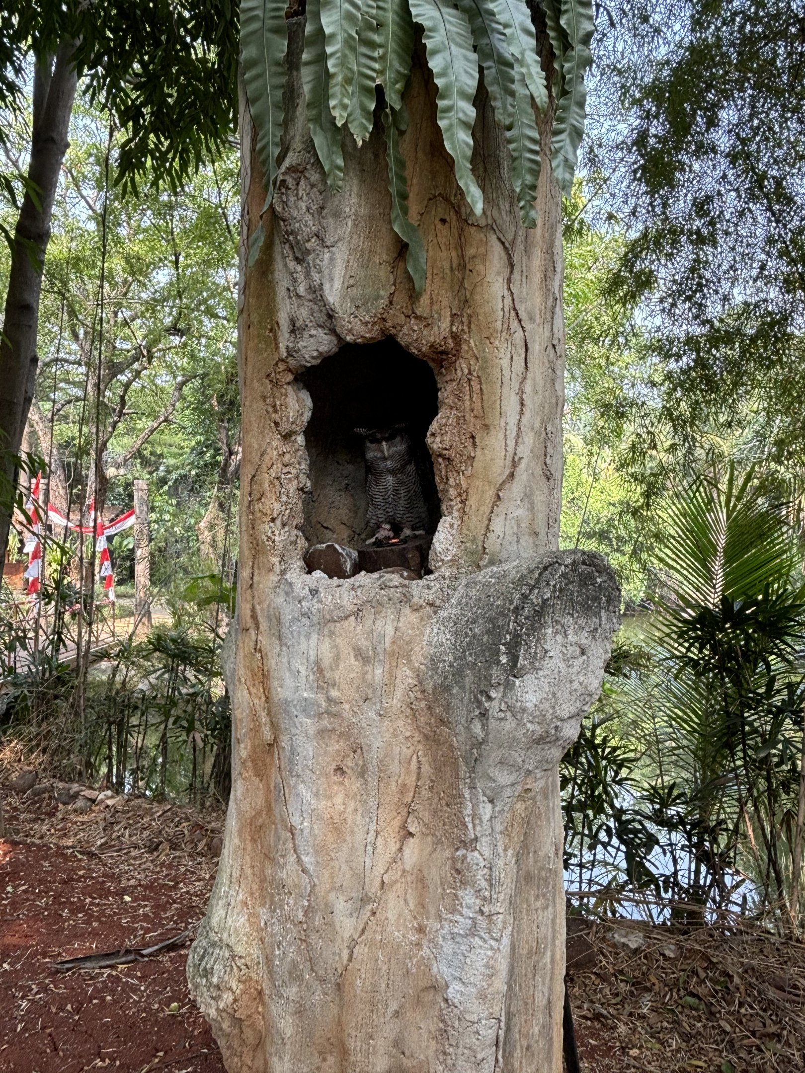 Barred Eagle Owl - tethered