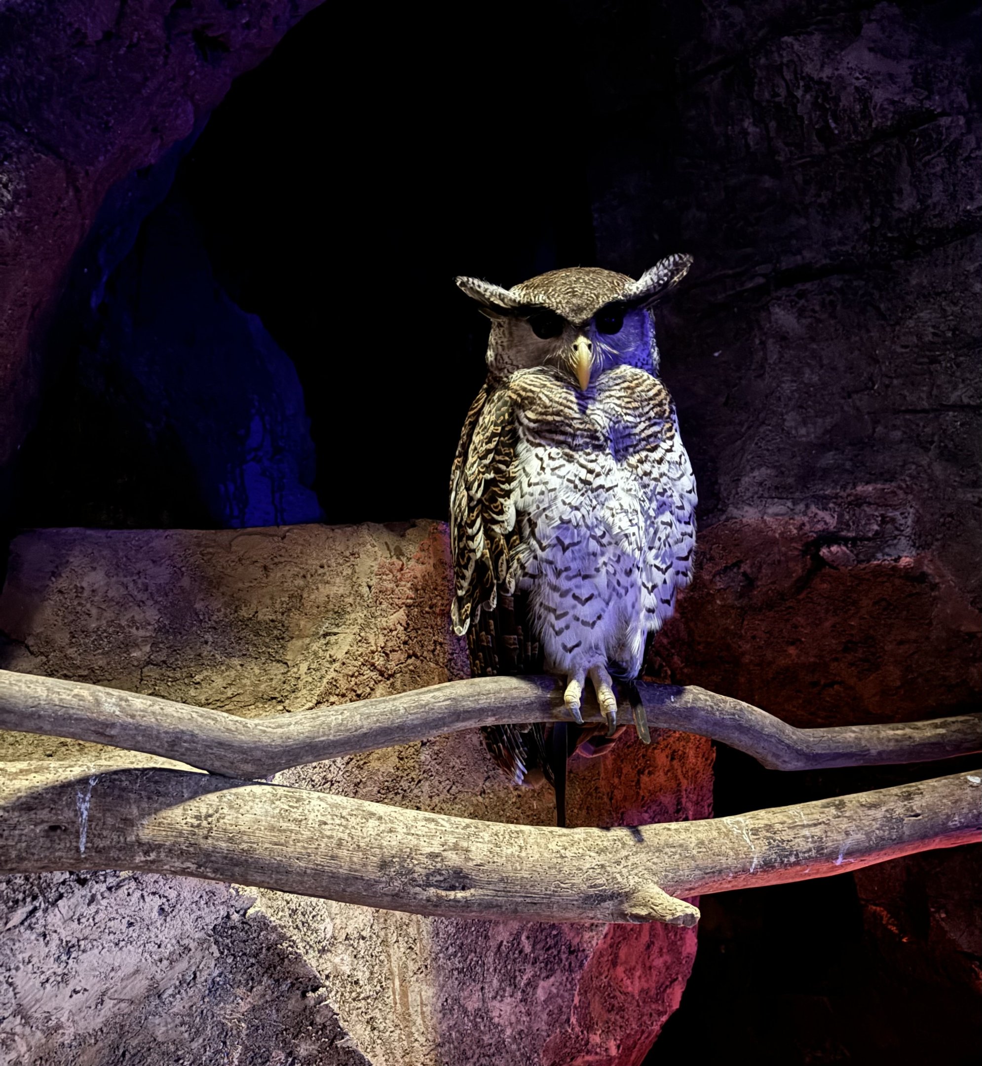 Barred Eagle Owl - Walk-through Aviary