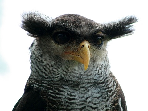 Barred Eagle-owl