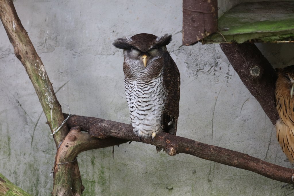 Barred Eagle-Owl