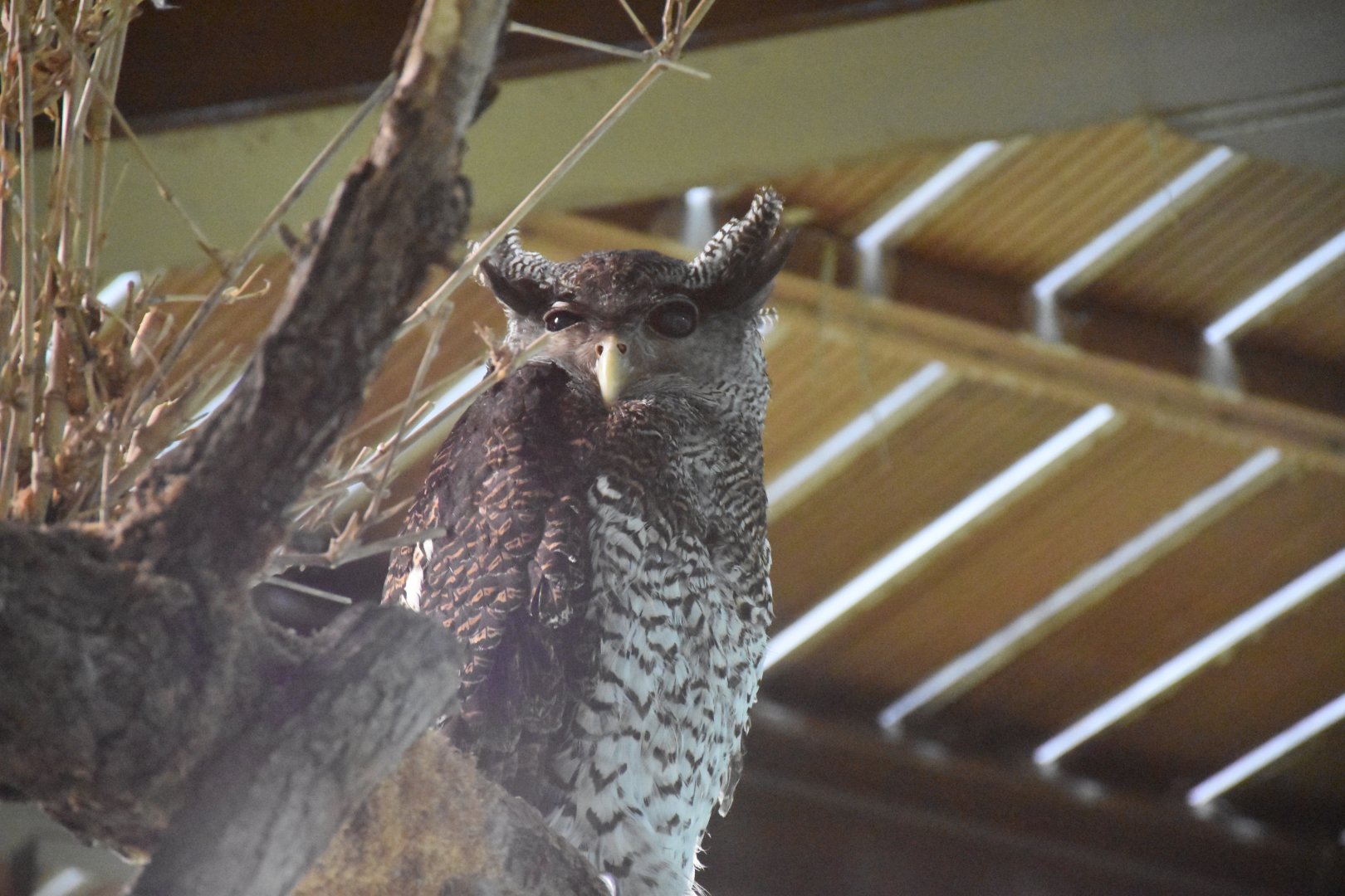 Barred eagle-owl