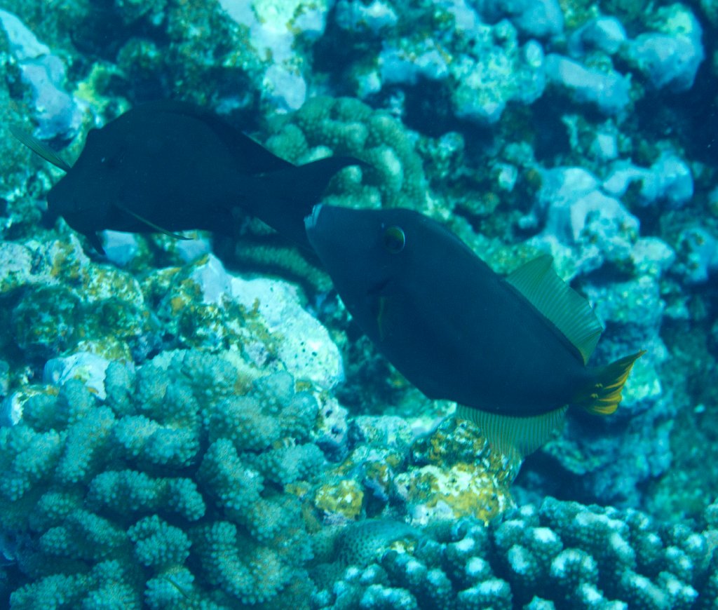 Barred Filefish (Cantherhines dumerilii)