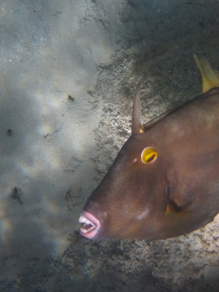 Barred Filefish (Cantherhines dumerlii) displaying teeth and dorsal spine