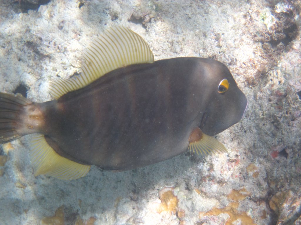 Barred Filefish (Cantherhines dumerlii)