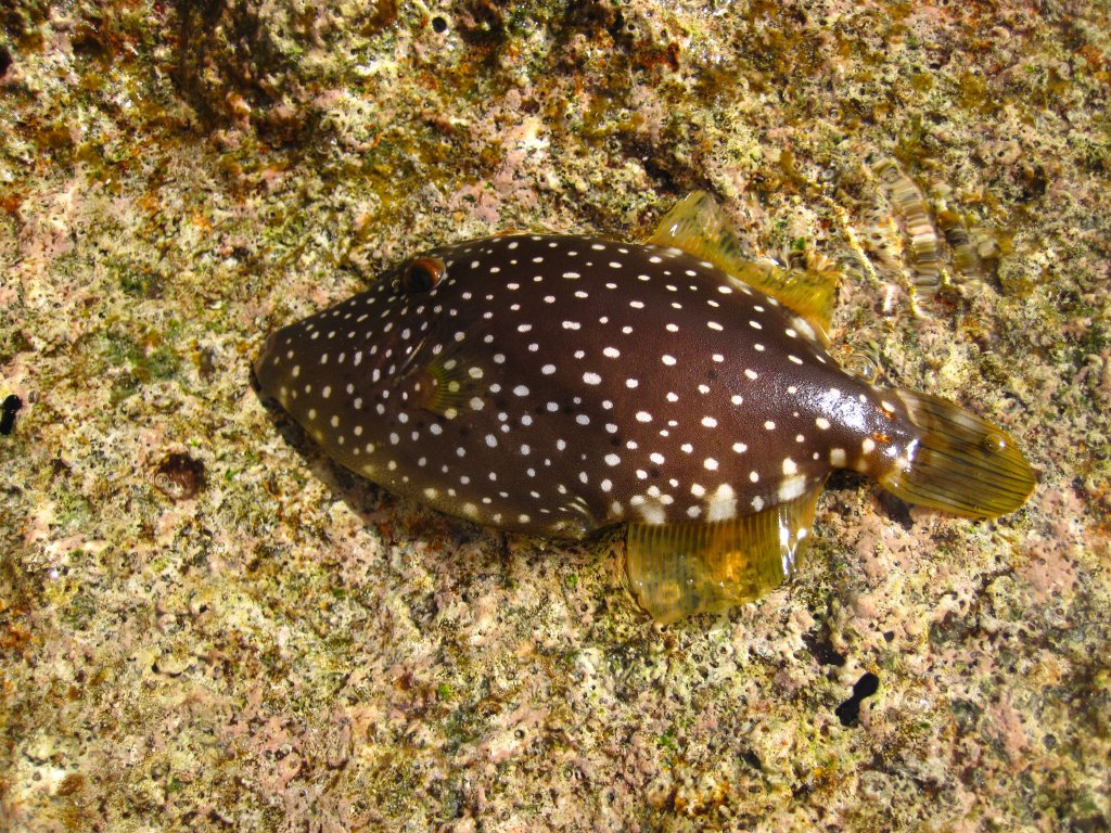 Barred Filefish juvenile (Cantherhines dumerili)