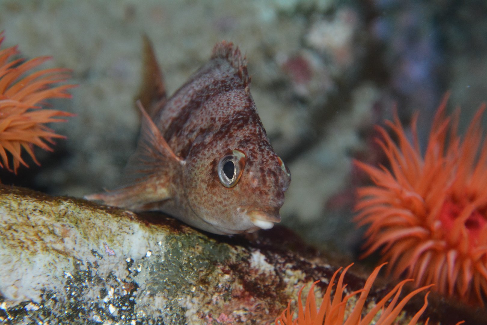 Barred fingerfin (Cheilodactylus pixi)