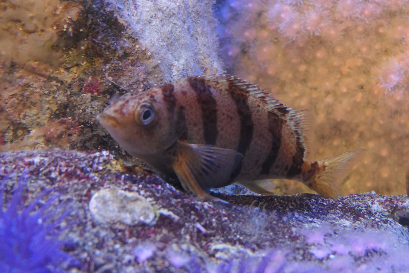 Barred Fingerfin (Cheilodactylus pixi)