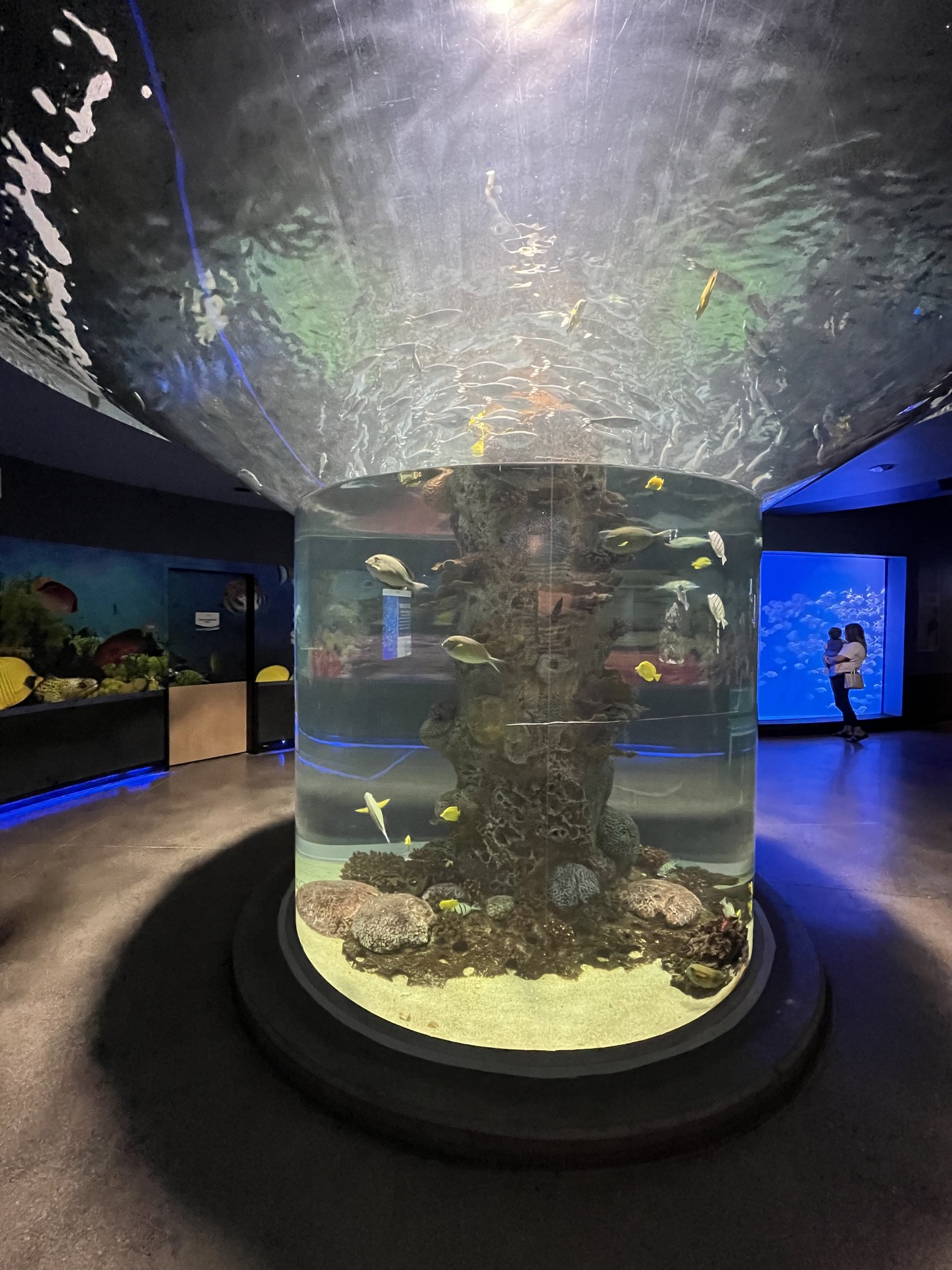 Barred Flagtail Exhibit