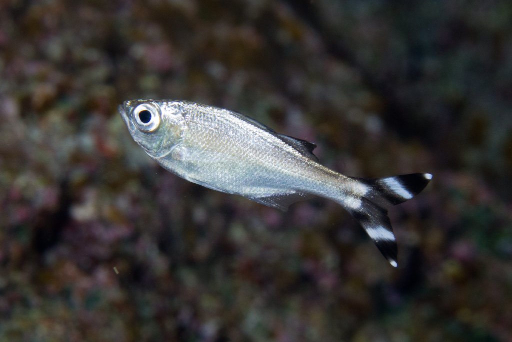 Barred Flagtail (Kuhlia mugil)