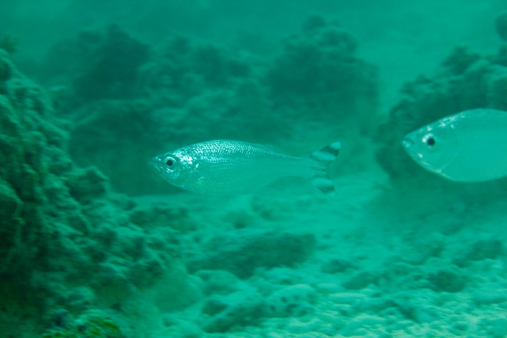 Barred Flagtail (Kuhlia mugil)