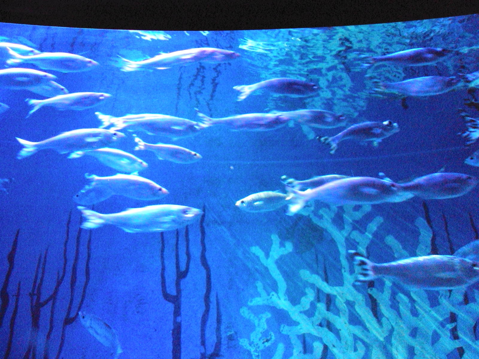 Barred Flagtail (Kuhlia mugil)