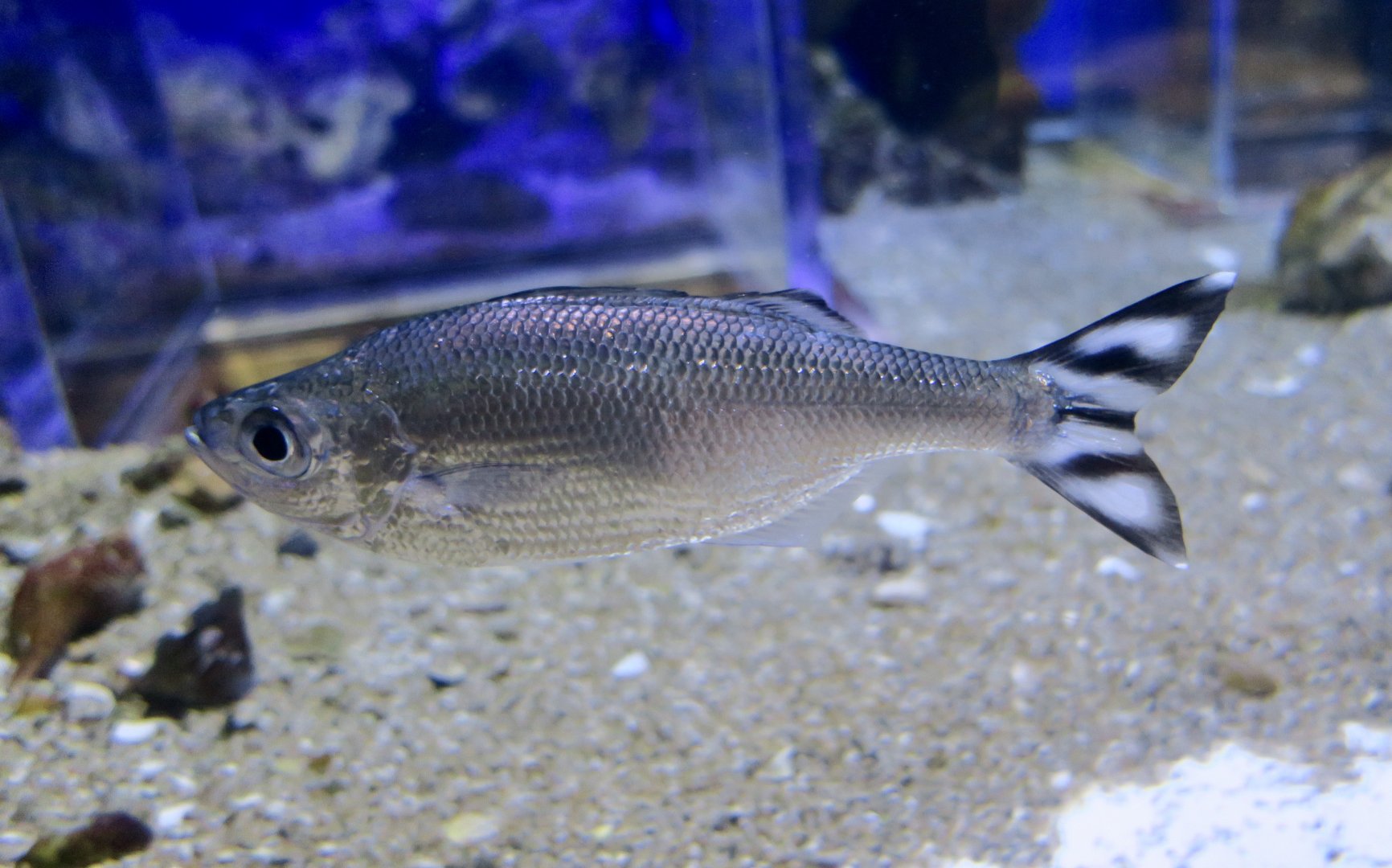 Barred Flagtail (Kuhlia mugil)