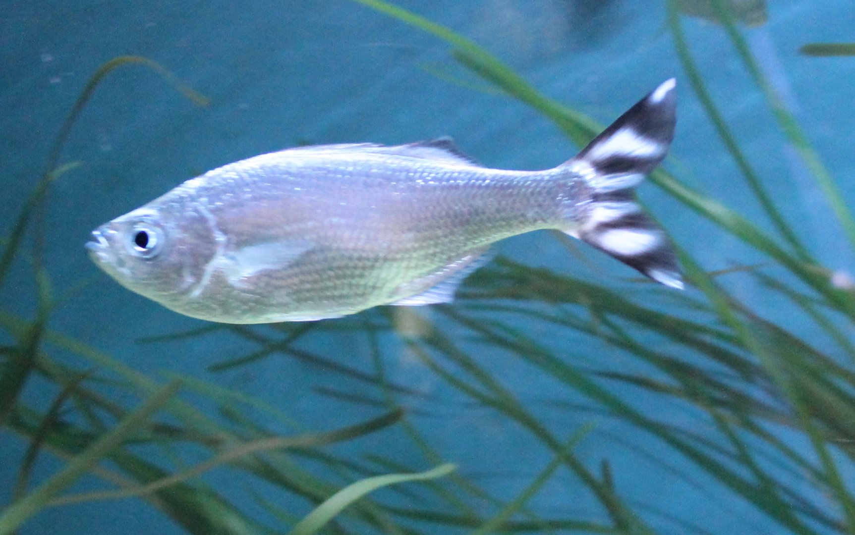 Barred flagtail