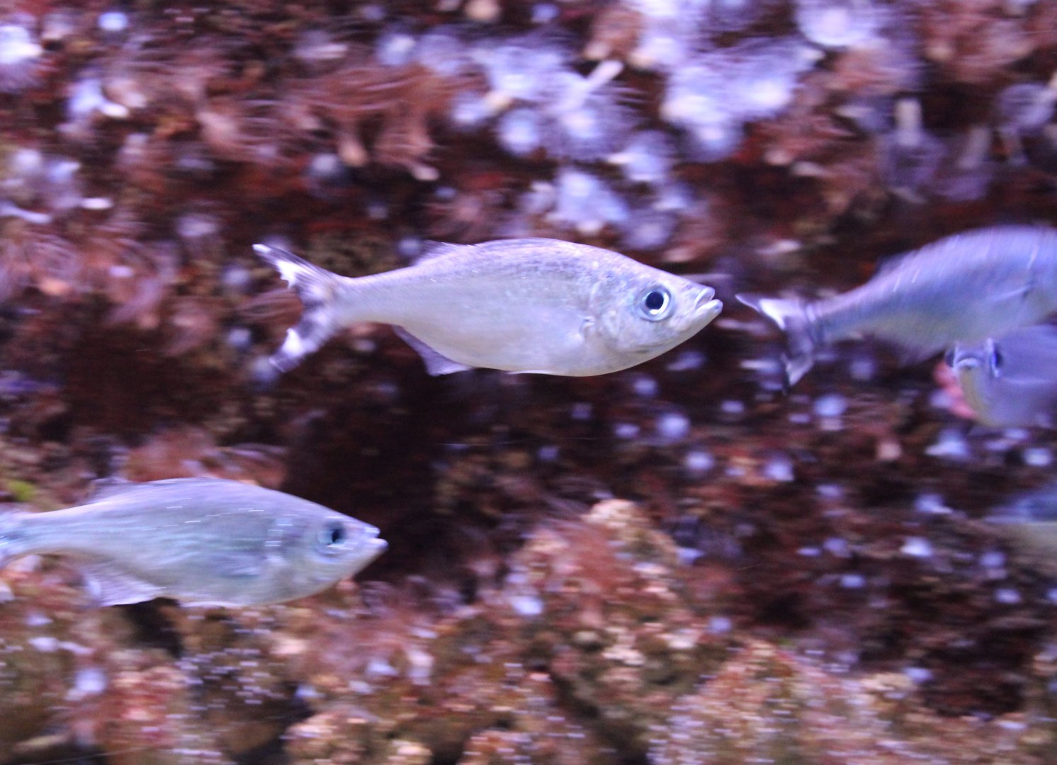 Barred flagtails - Kuhlia mugil