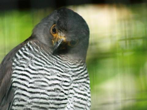Barred Forest-falcon