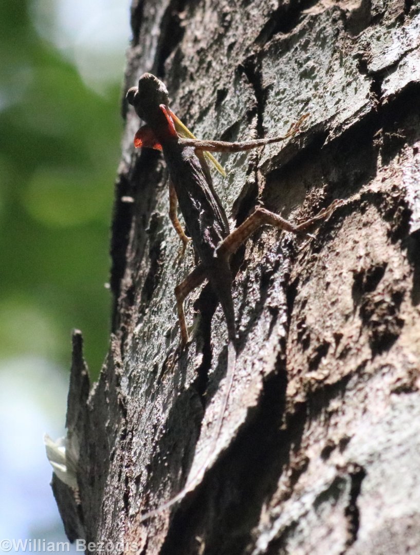 Barred Gliding Lizard - Khao Yai National Park