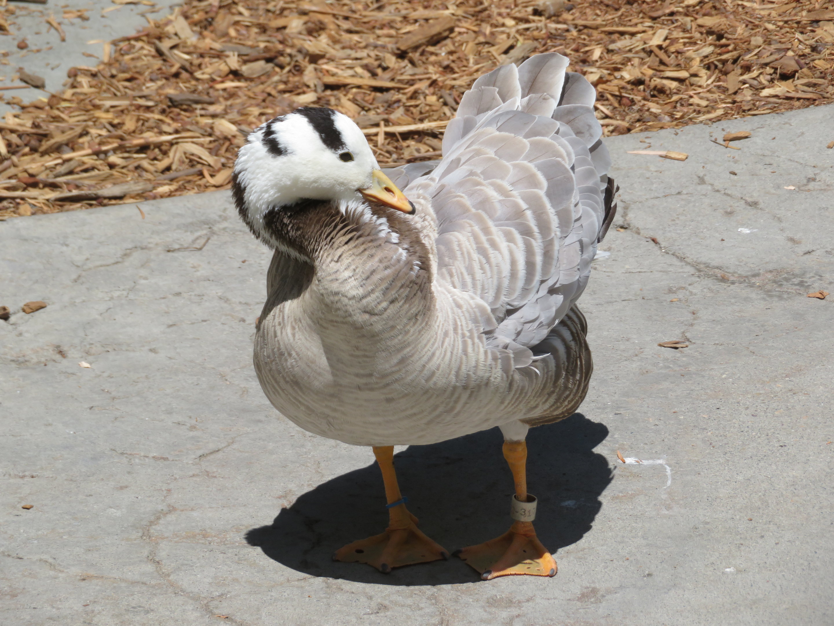 Barred Goose
