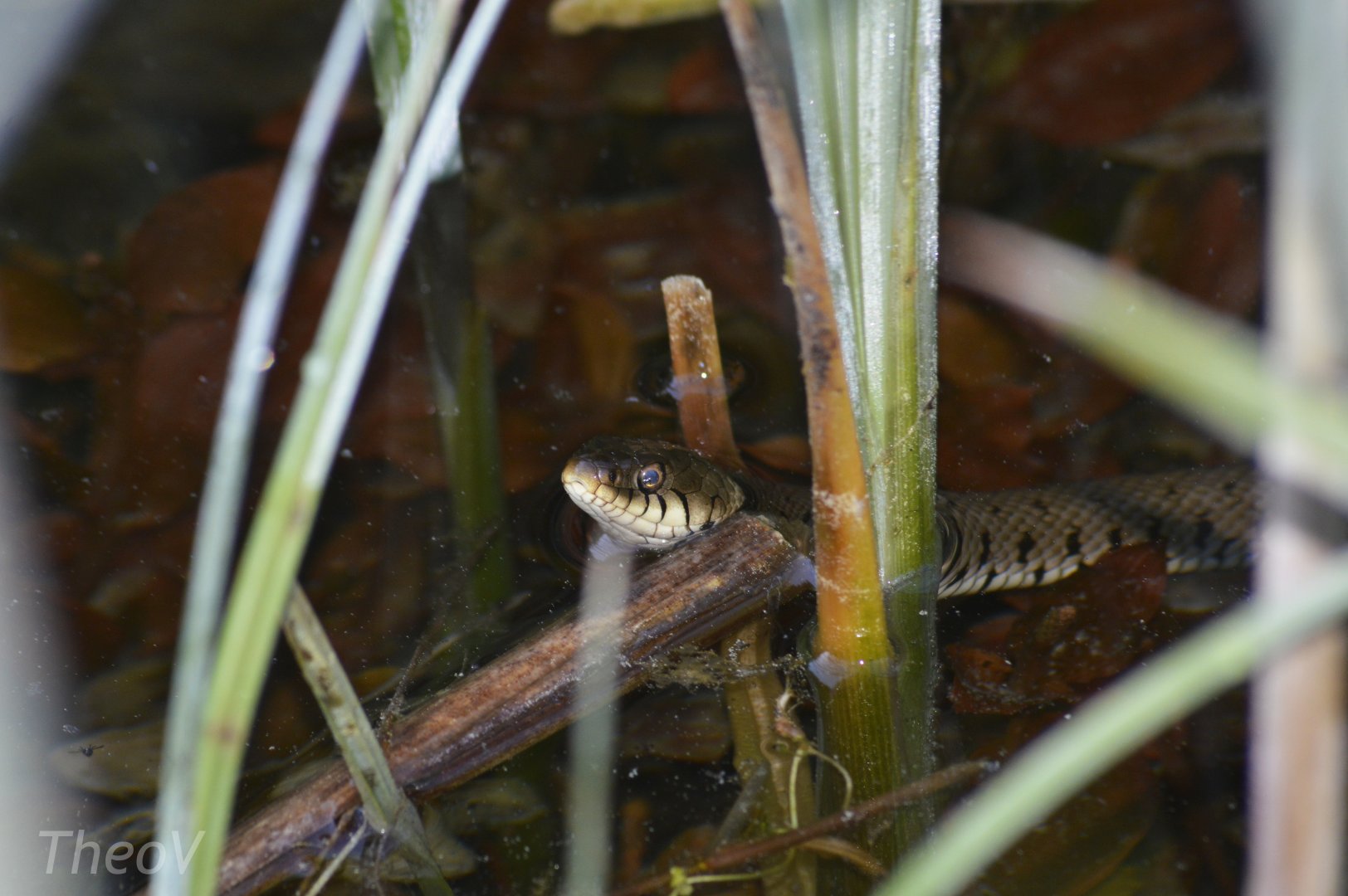 Barred grass snake - Champ-Pittet [2018]