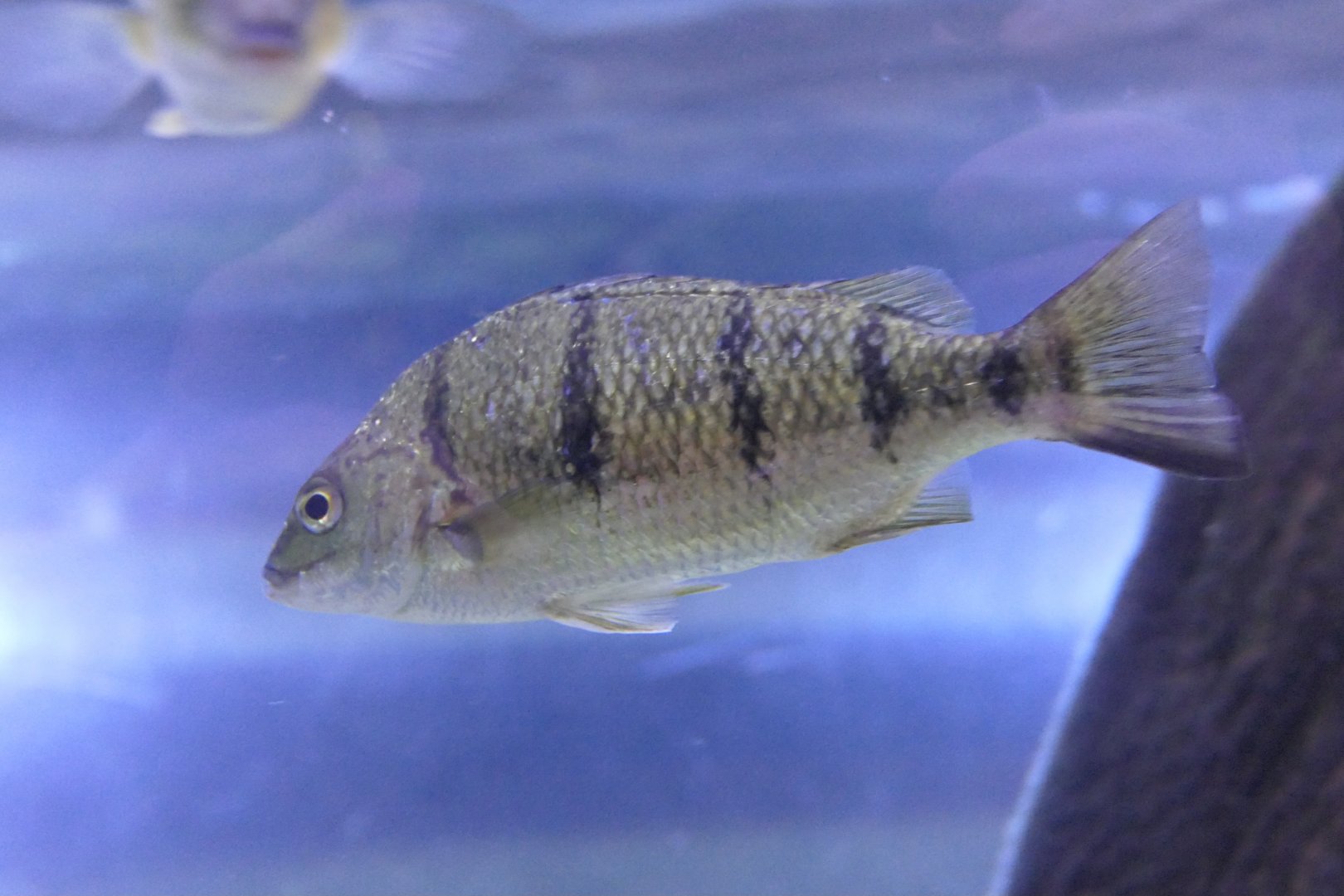 Barred Grunter (Amniataba percoides)