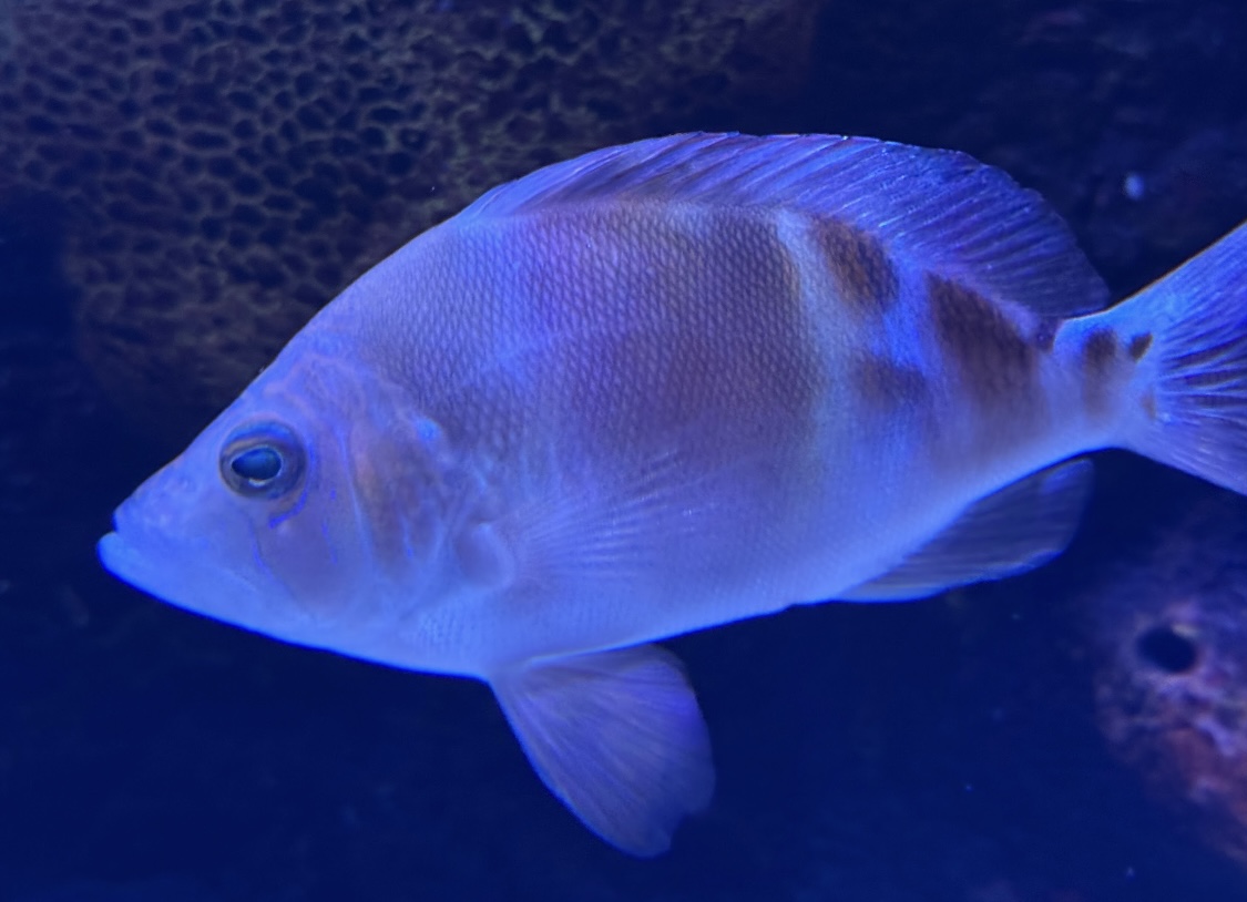 Barred Hamlet (Hypoplectrus puella)