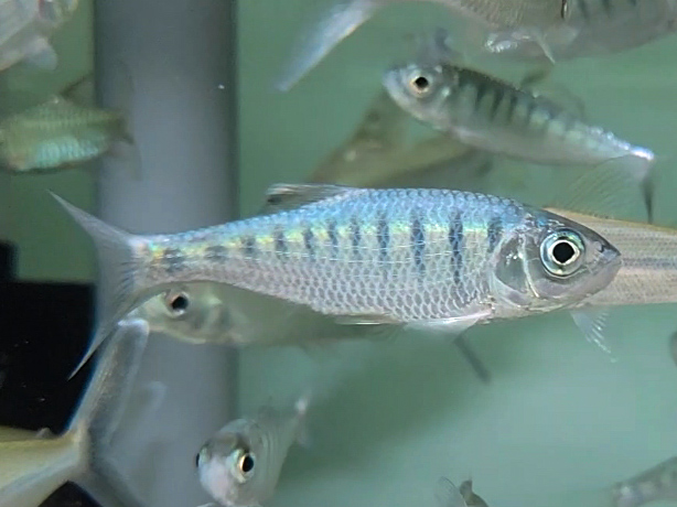 Barred Hill Trout (Opsarius barna)