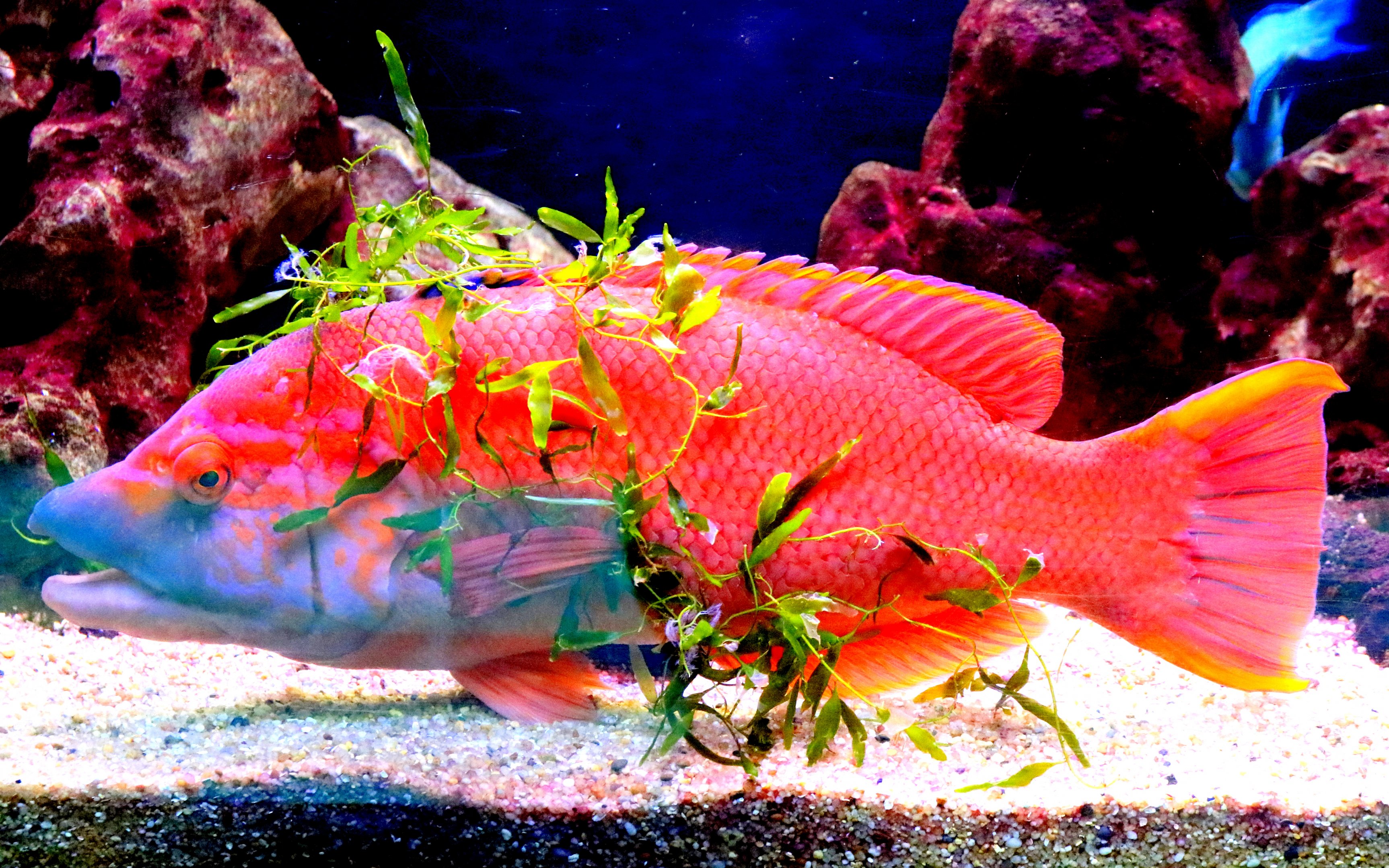 Barred hogfish; Vasco da Gama Aquarium, Lisbon; 8th April 2019