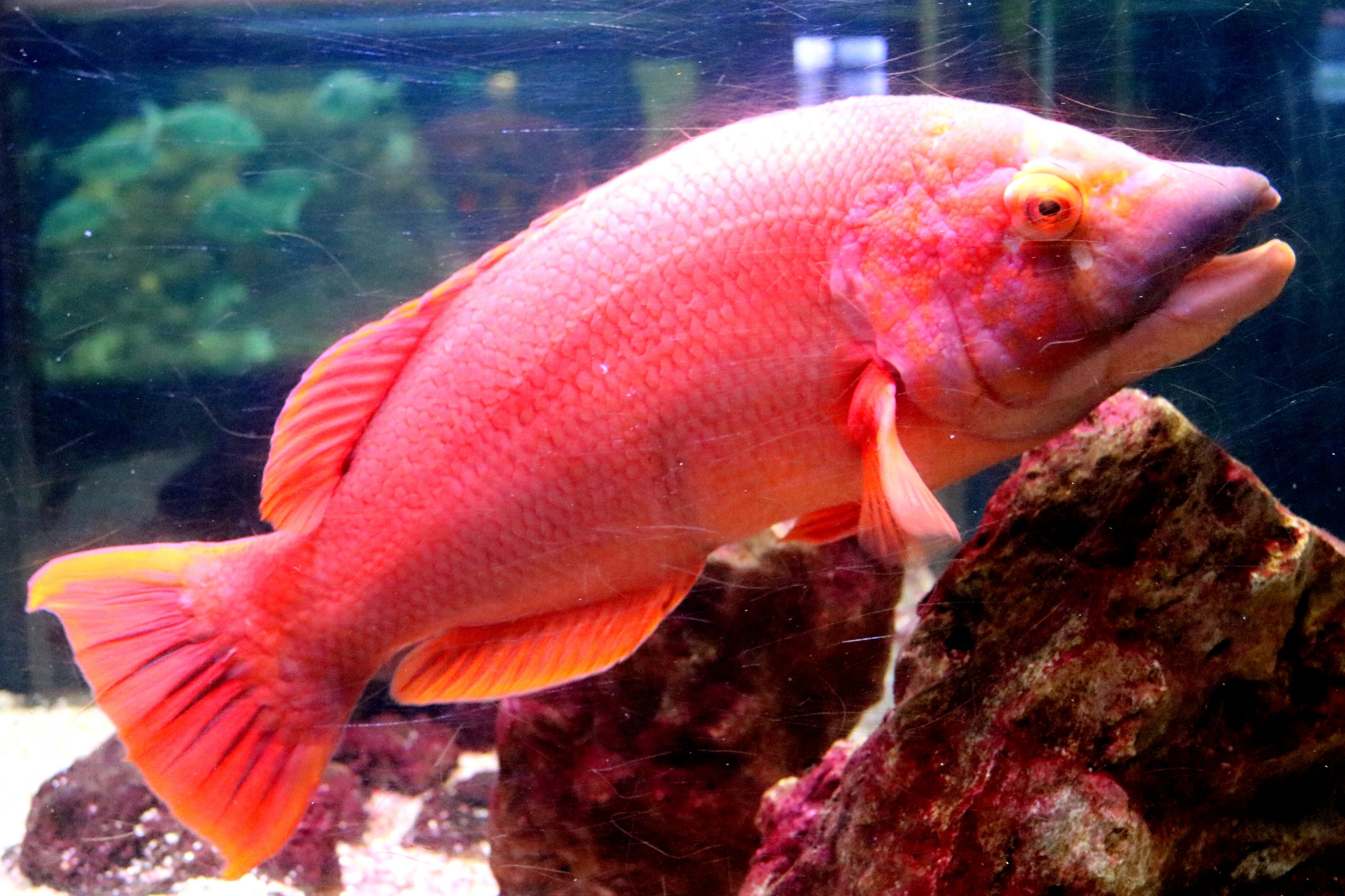 Barred hogfish; Vasco da Gama Aquarium, Lisbon; 8th April 2019