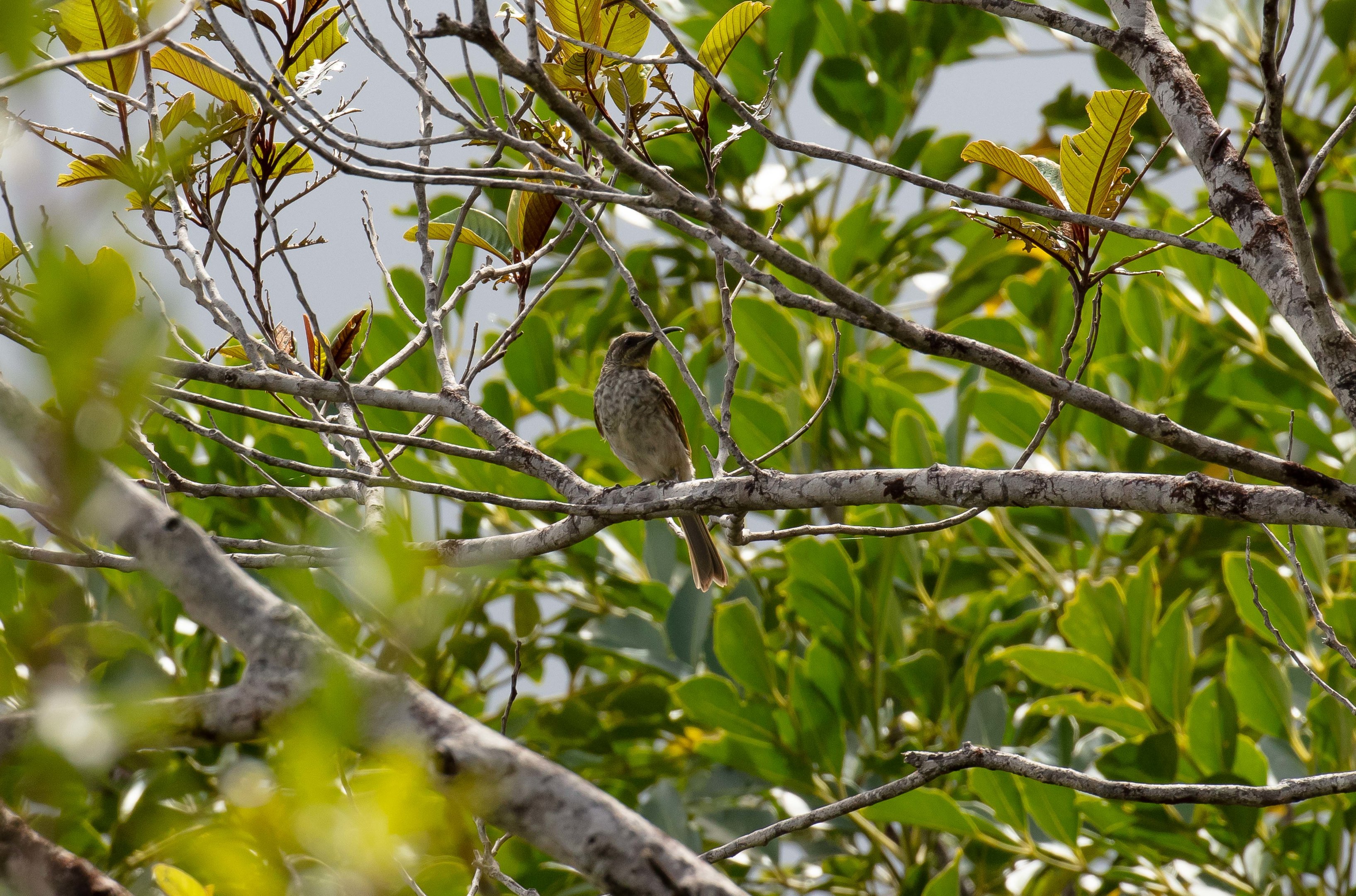 Barred Honeyeater