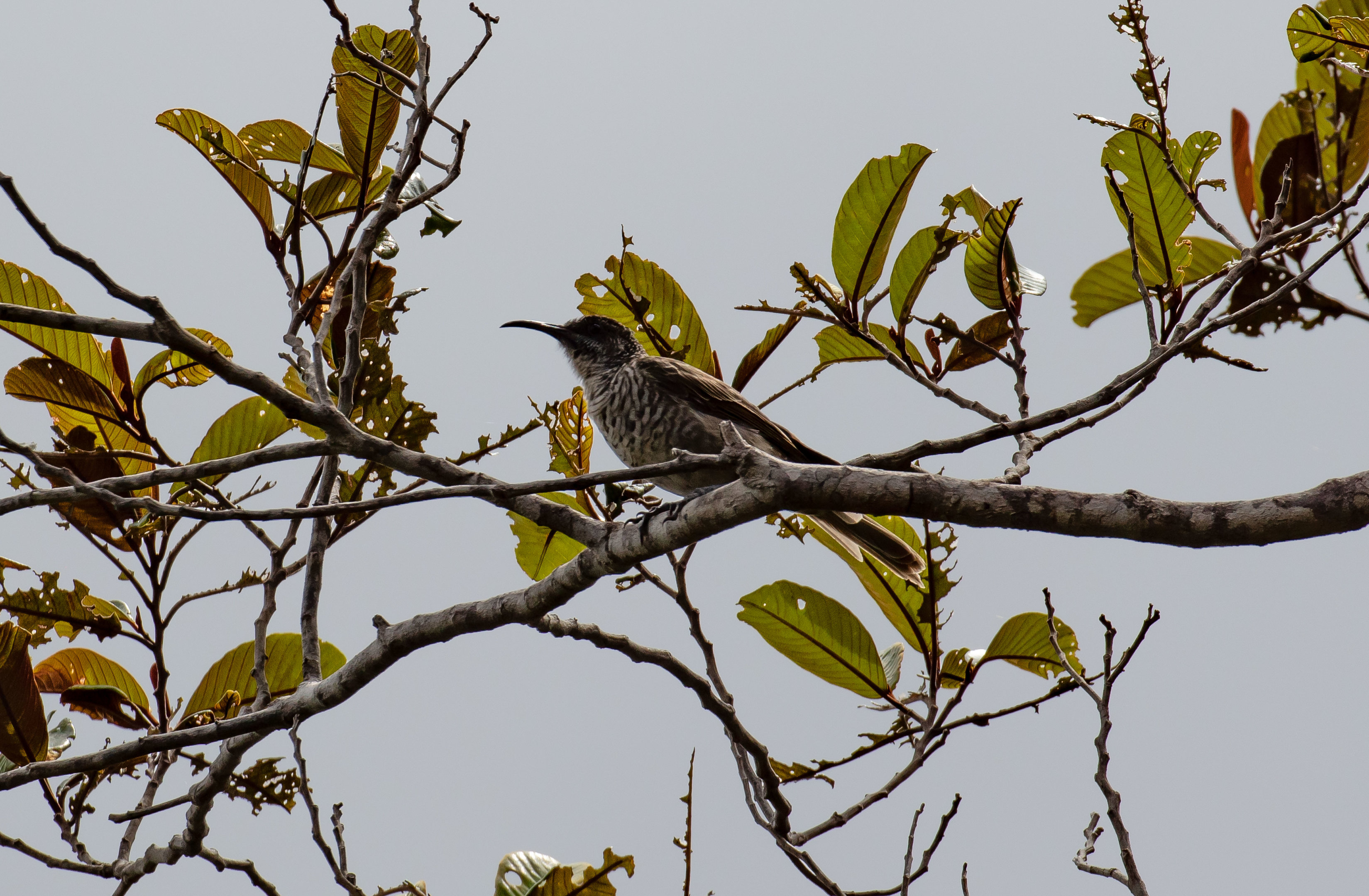 Barred Honeyeater