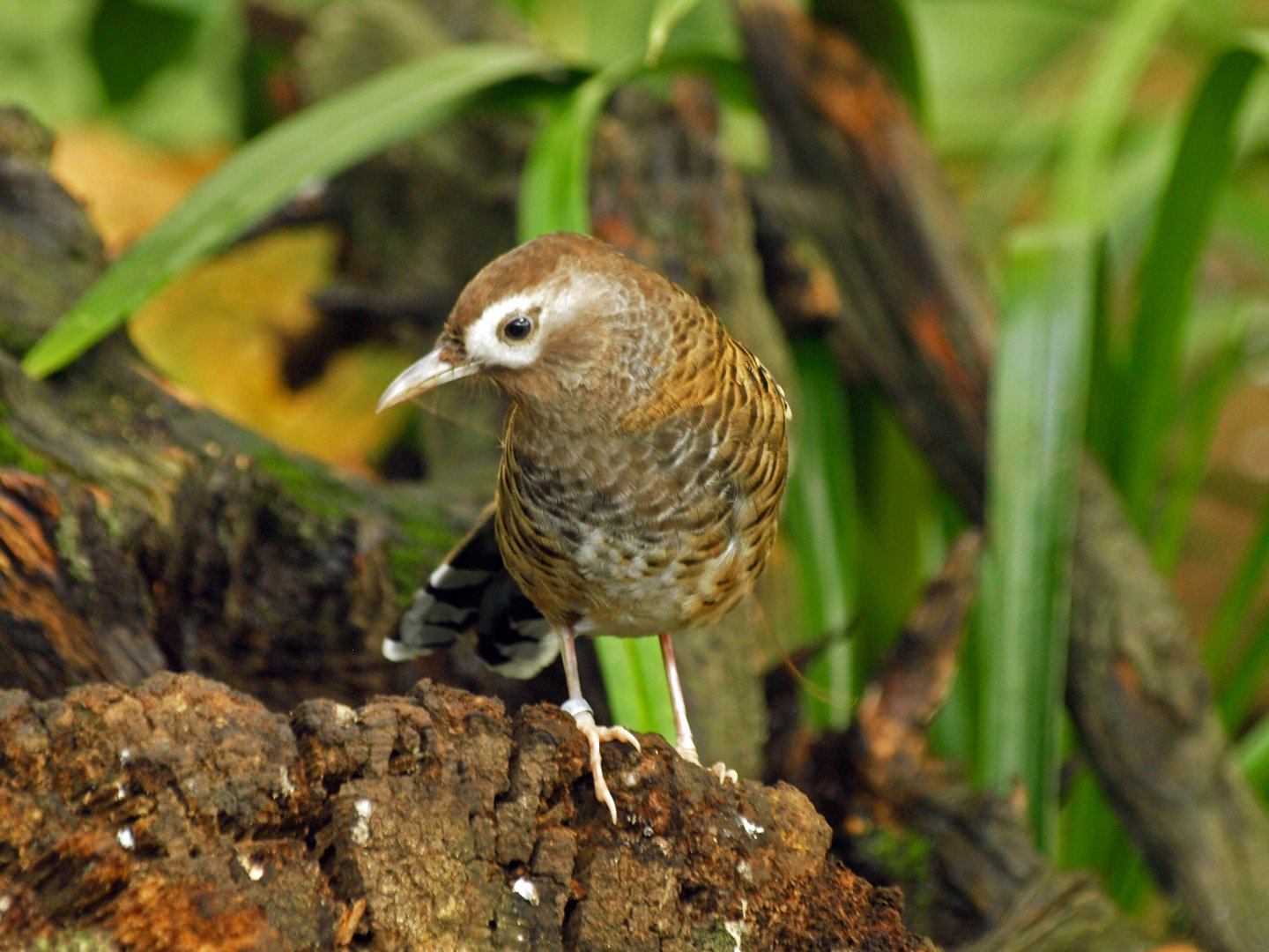Barred Laughing thrush