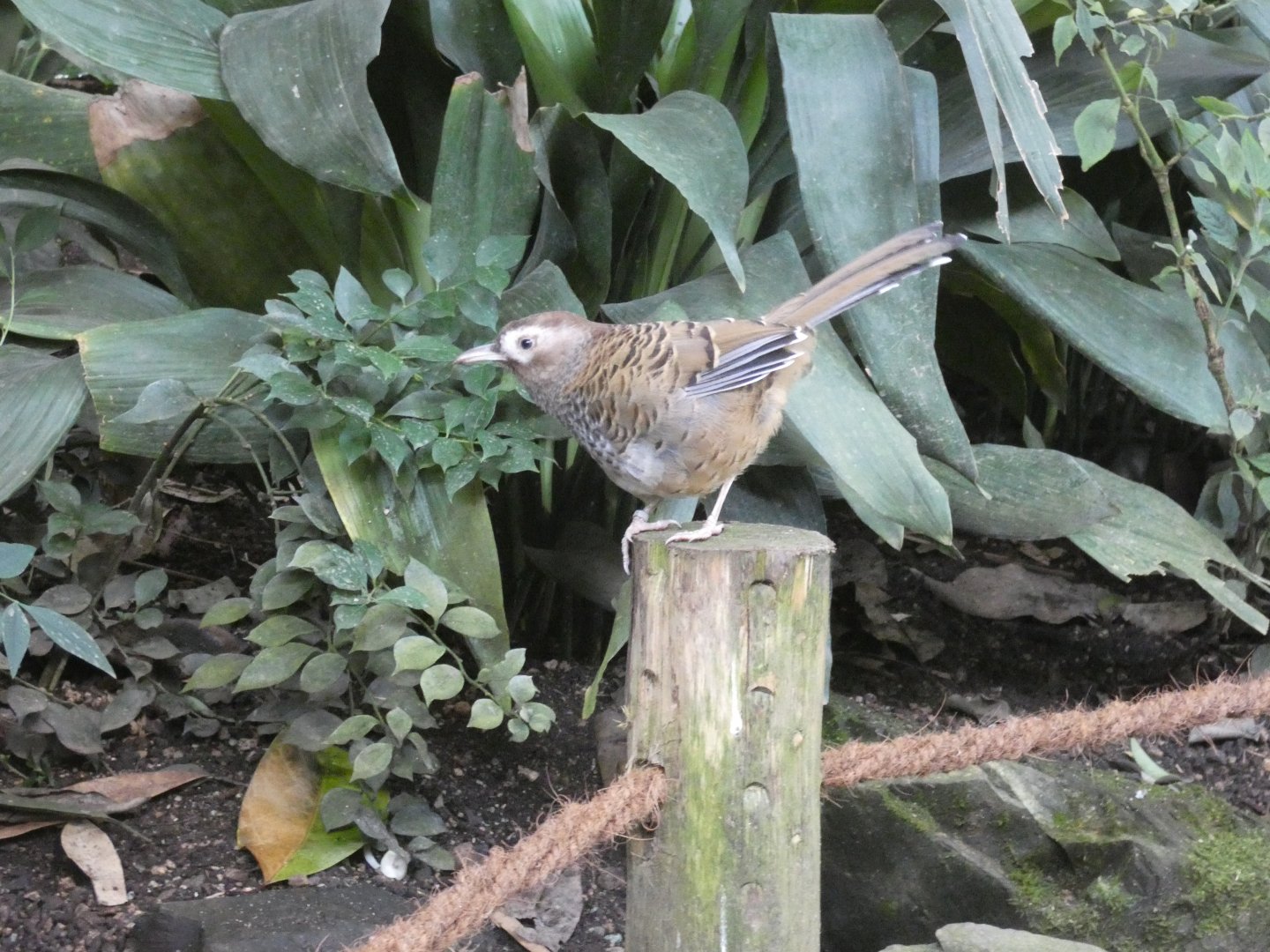 Barred laughing-thrush