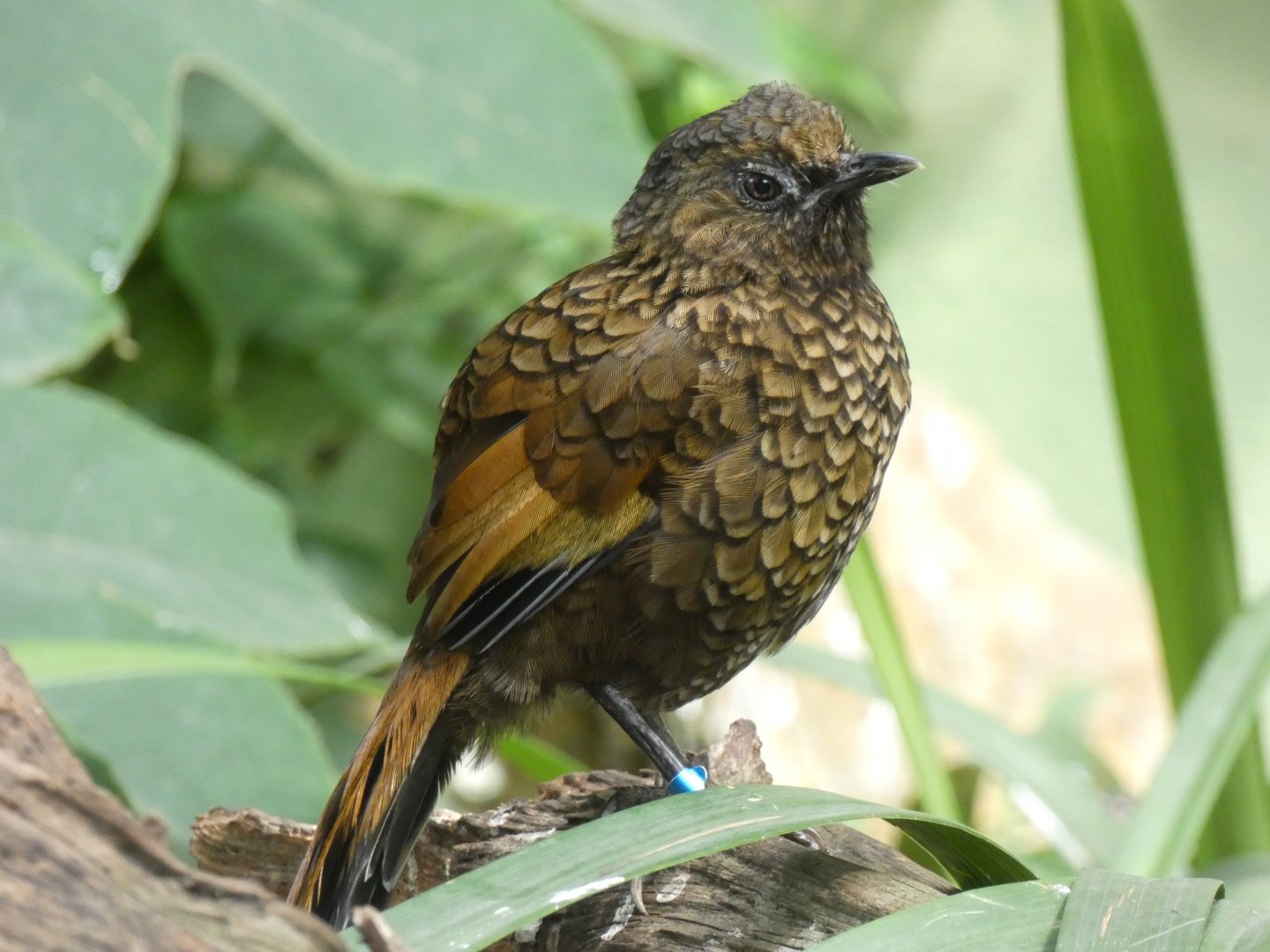 Barred Laughingthrush