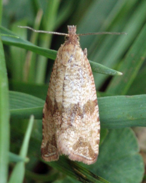Barred Marble (Celypha striana)