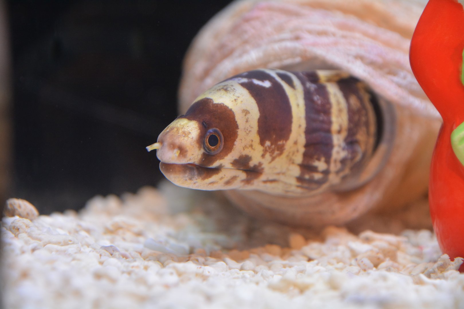 Barred moray (Echidna polyzona)
