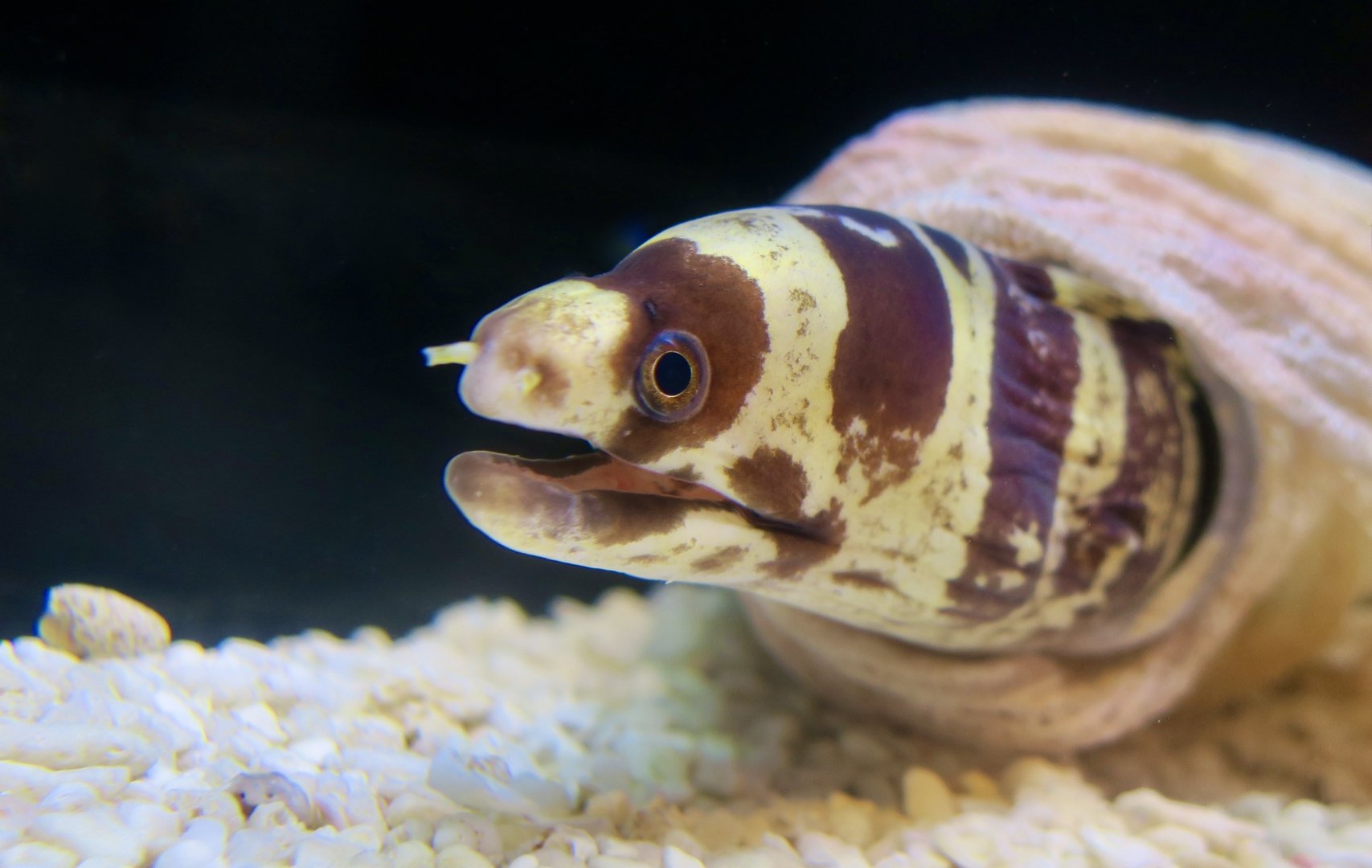 Barred Moray (Echidna polyzona)