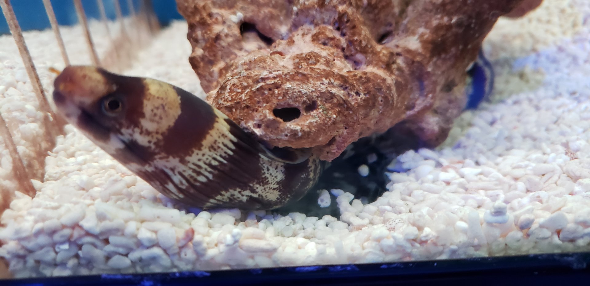 Barred Moray