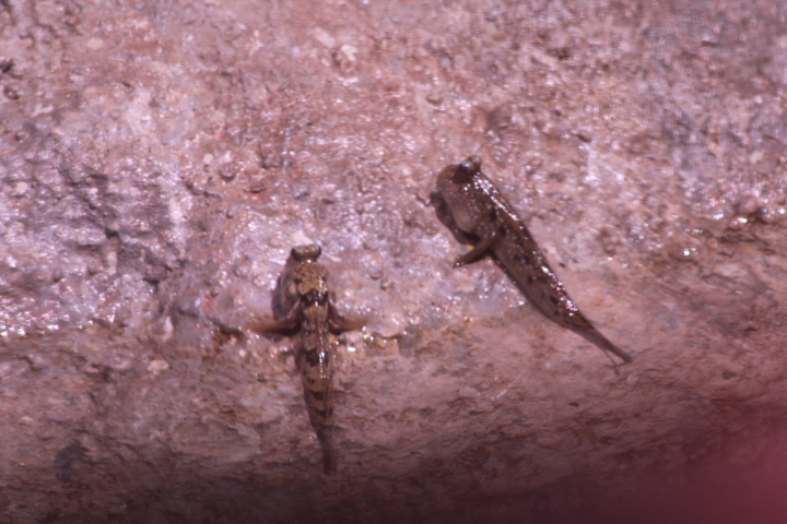 Barred mudskipper (Periophthalmus argentilineatus) - BXSea
