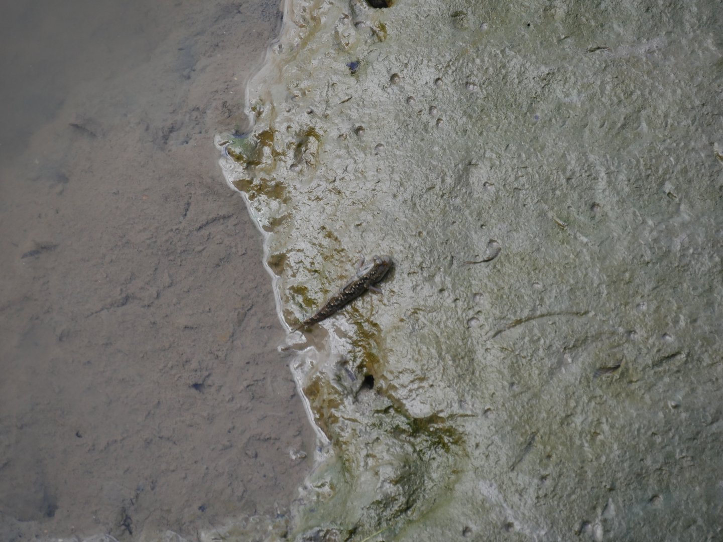 Barred Mudskipper - Periophthalmus argentilineatus