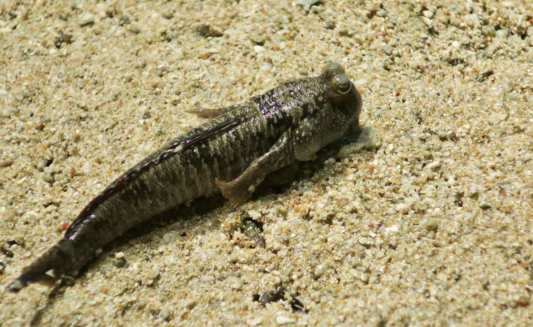 Barred Mudskipper (Periophthalmus argentilineatus)