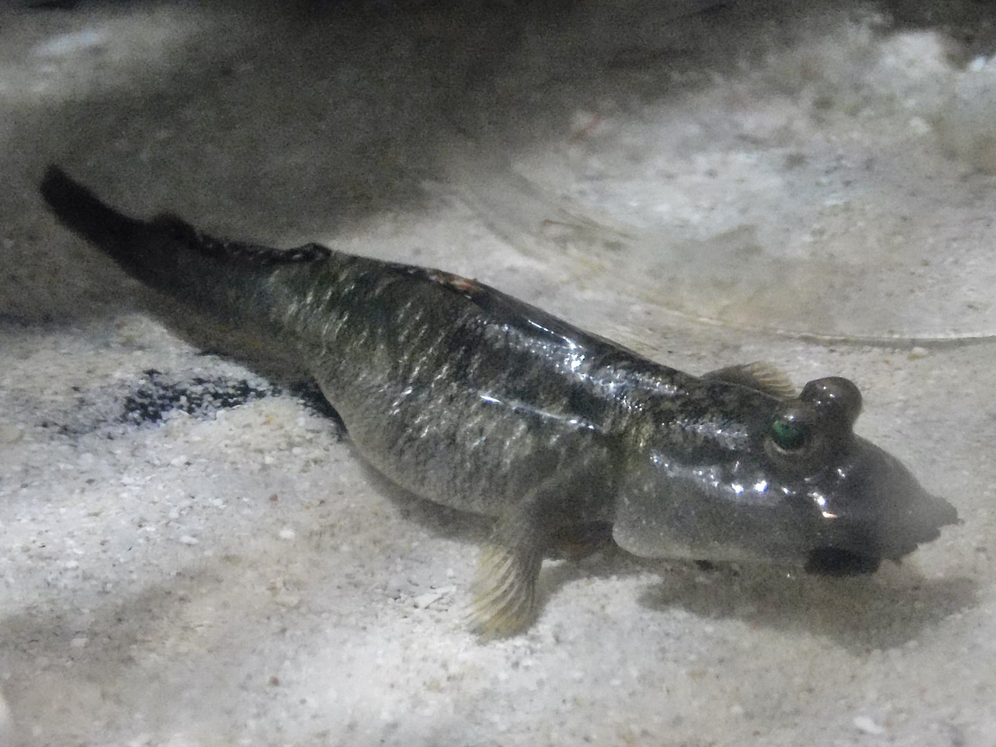 Barred Mudskipper (Periophthalmus modestus) - Itabashi Botanical Garden September 27, 2025