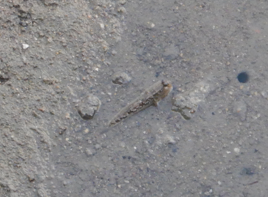Barred Mudskipper