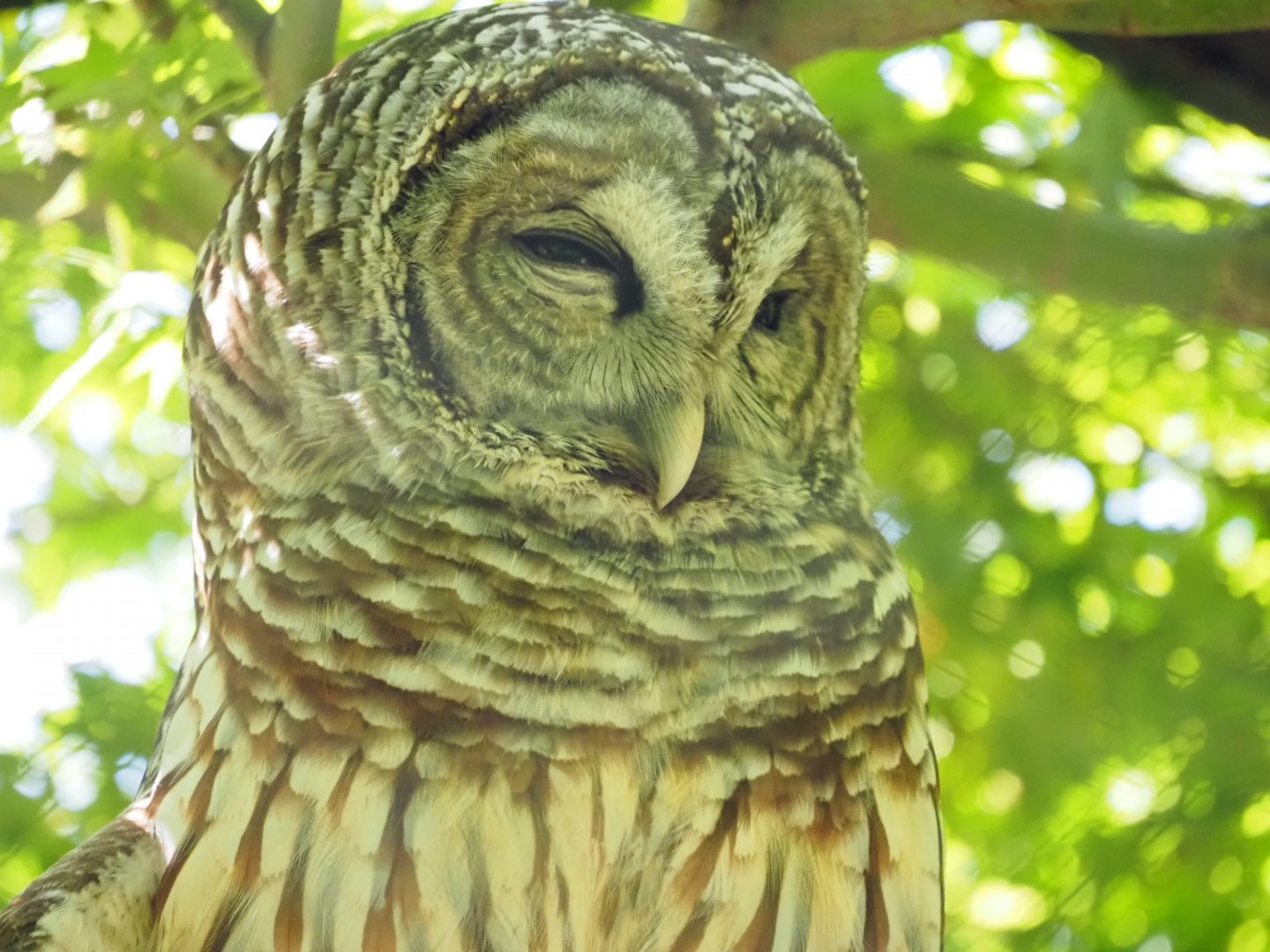 Barred Owl 1