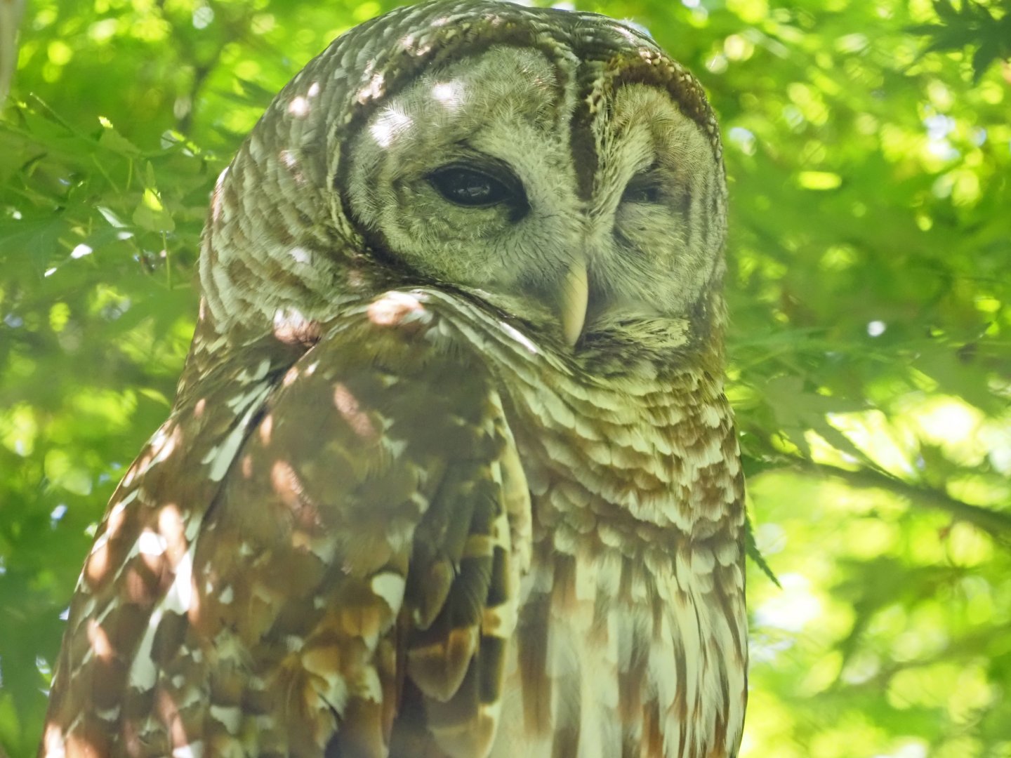 Barred Owl 2