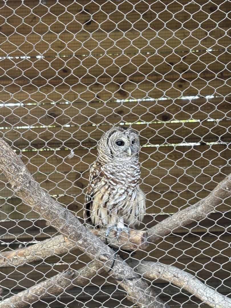 Barred Owl - 5/27/2025