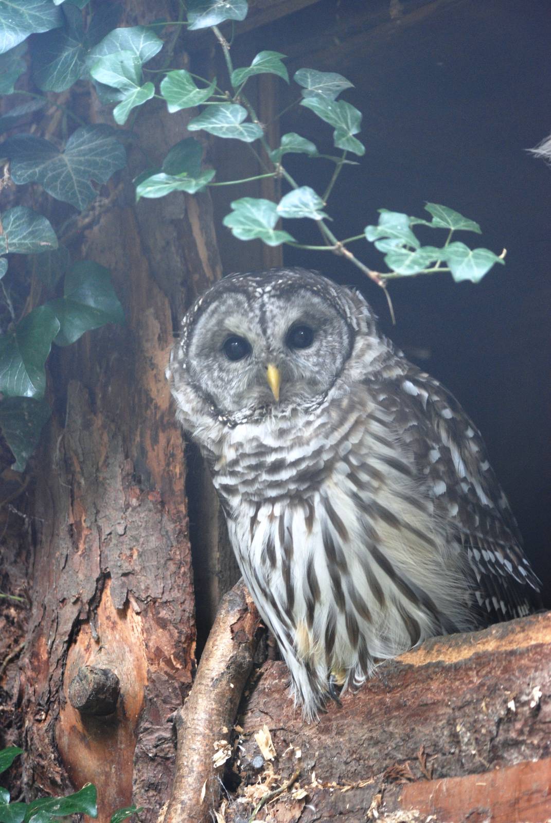 Barred Owl at Cotswold Falconry Centre, 13/09/13