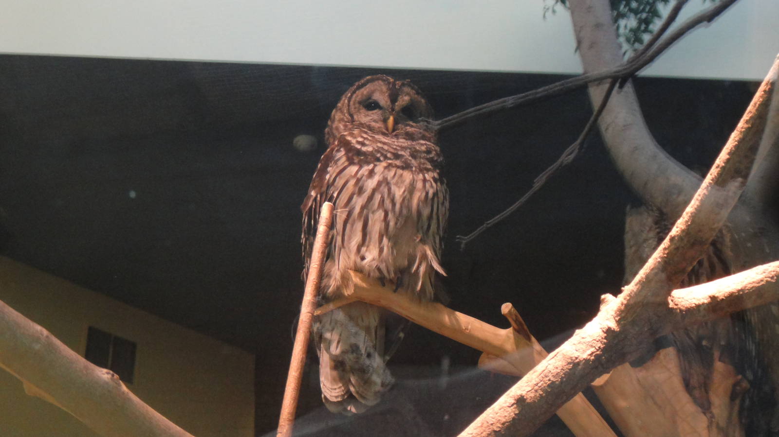 Barred owl at Museum of life and science 2015-1-31