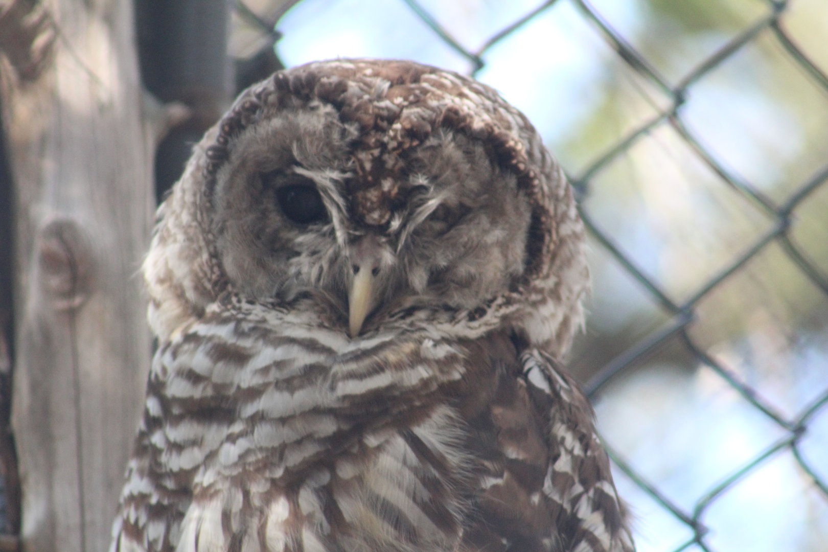 Barred owl | August 19, 2023