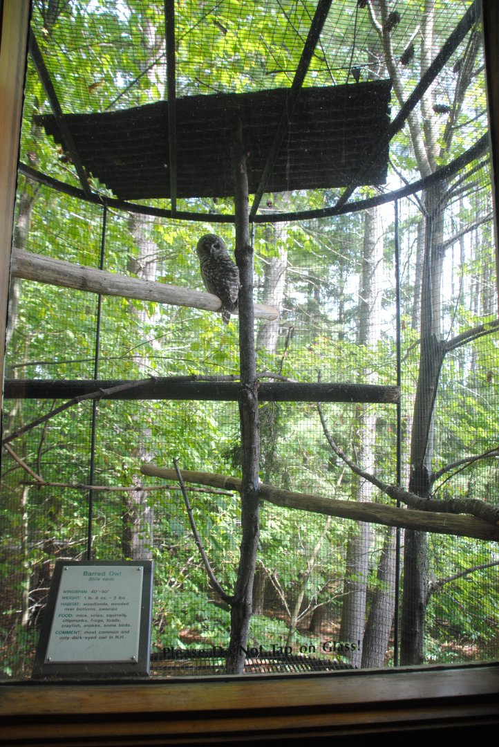 Barred Owl aviary (viewed from Trailhead Gallery)
