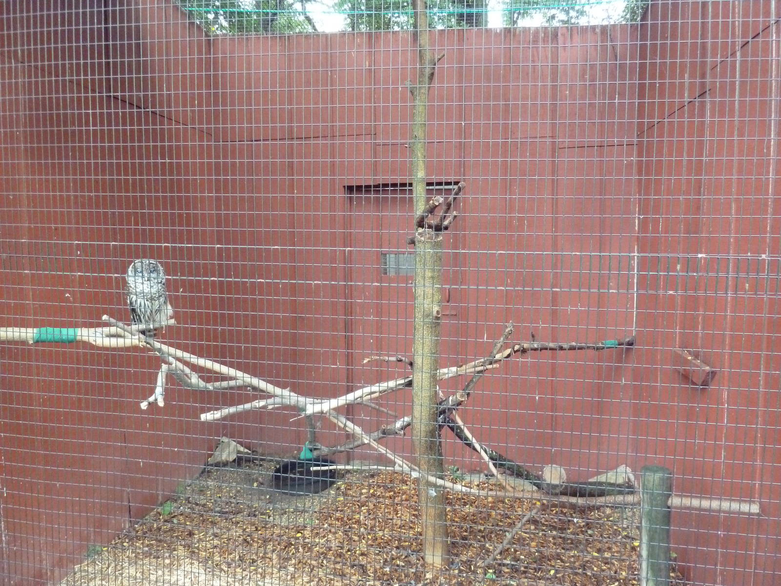 Barred Owl Aviary